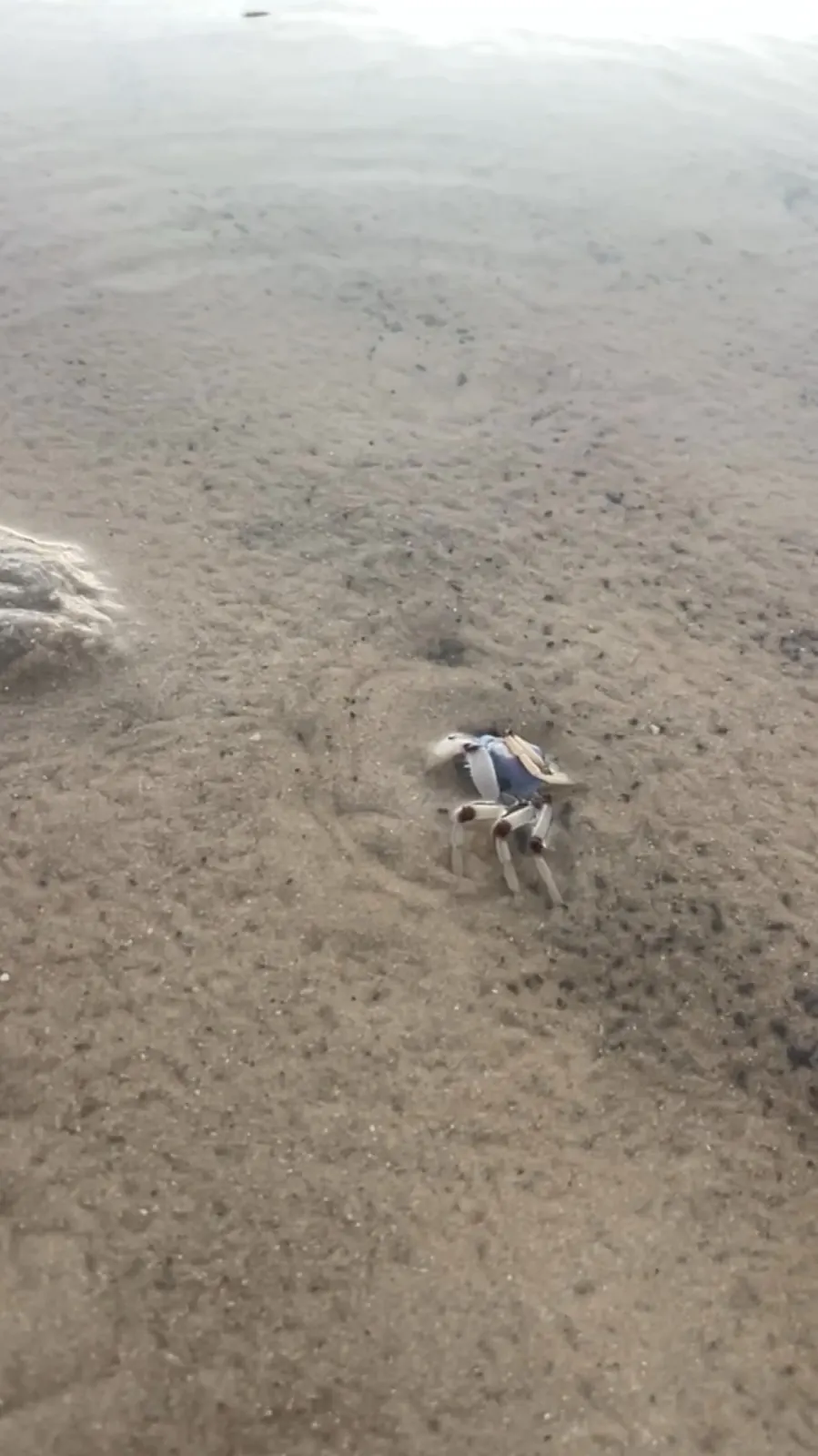 Blue soldier crab on the sand at low tide, Tea Gardens