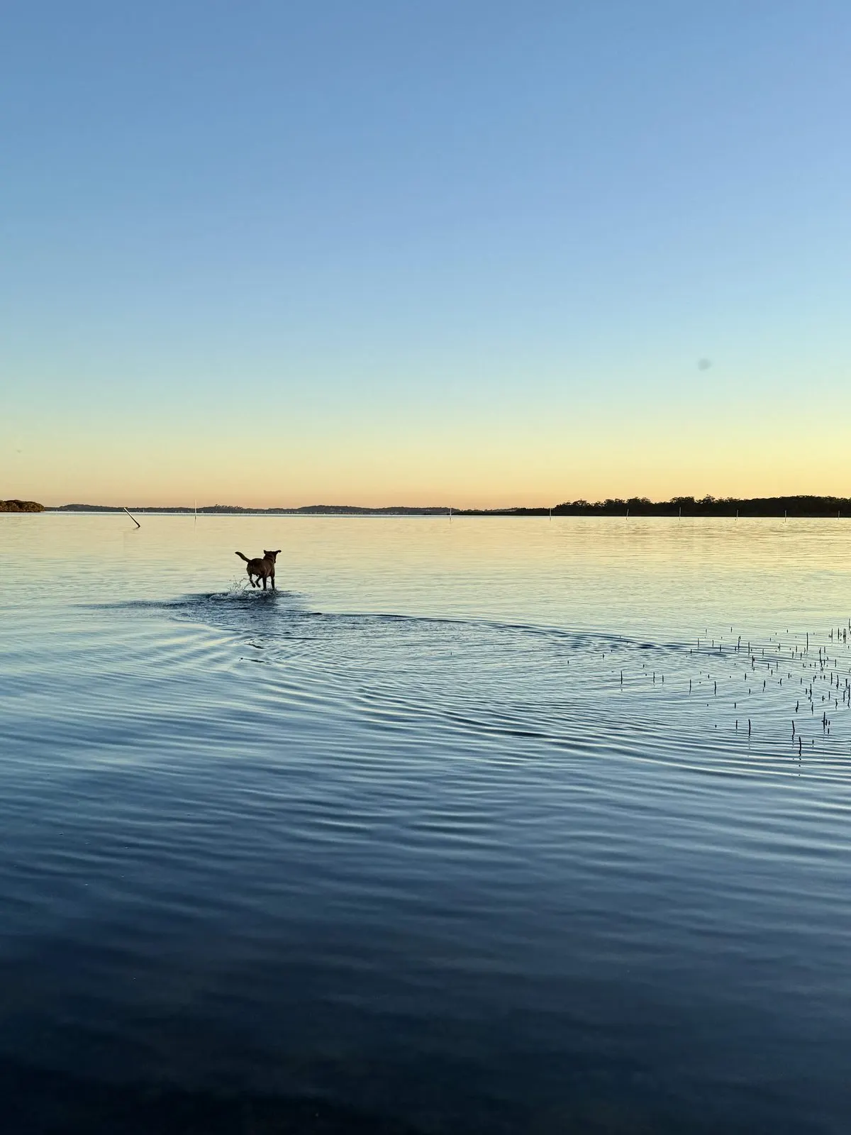Dog running in the shallows of the Myall River at sunset near Drift