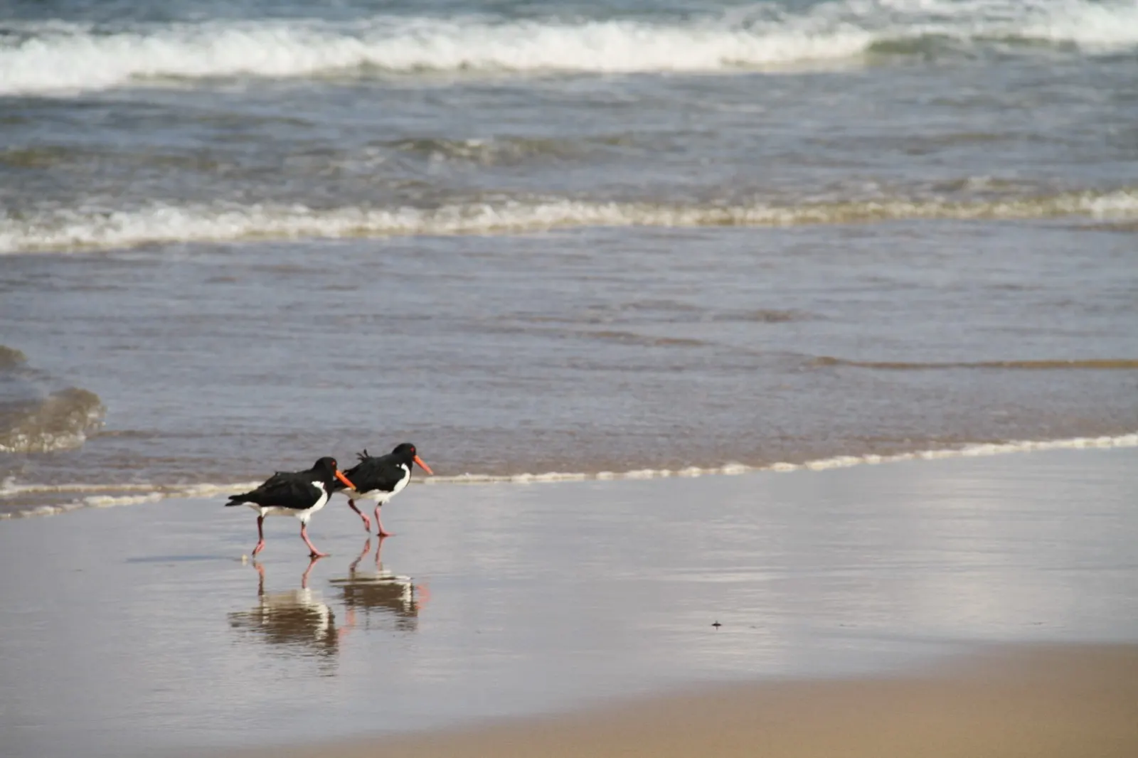 Pied oystercatchers walking the shoreline near Tea Gardens