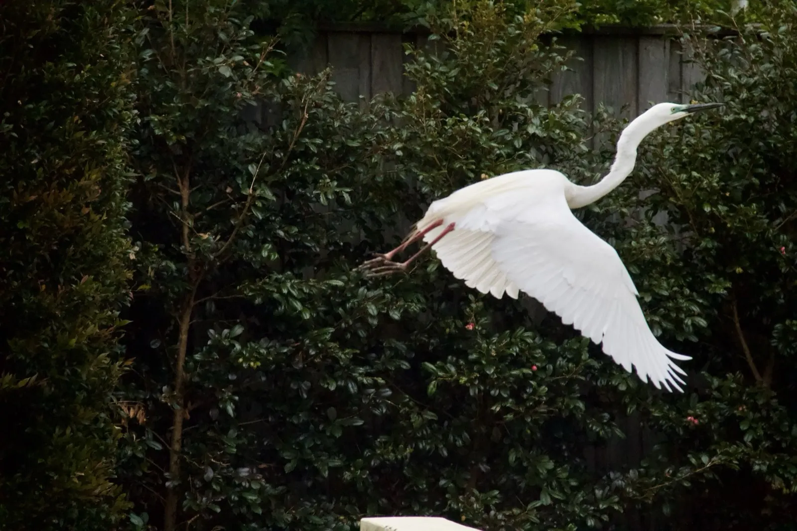 Egret taking flight from the garden at Drift, Tea Gardens