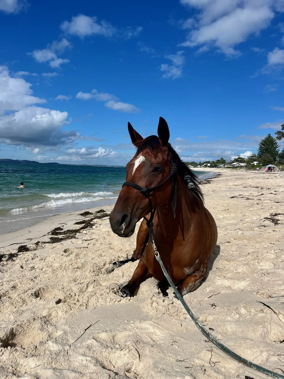 Horse resting on the sand at Jimmys Beach, Hawks Nest NSW