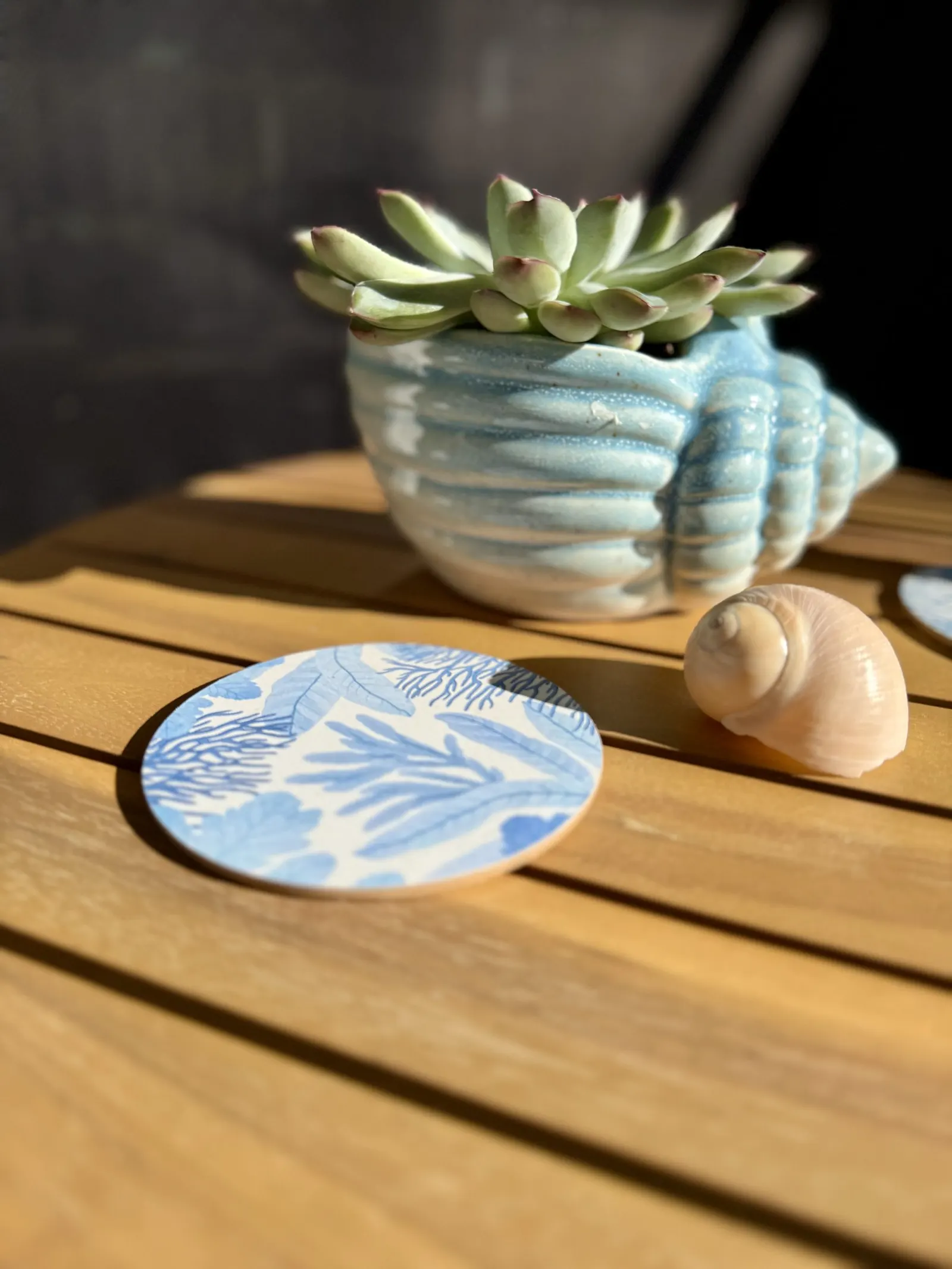 Succulent in a shell planter on the sunny timber deck table at Drift
