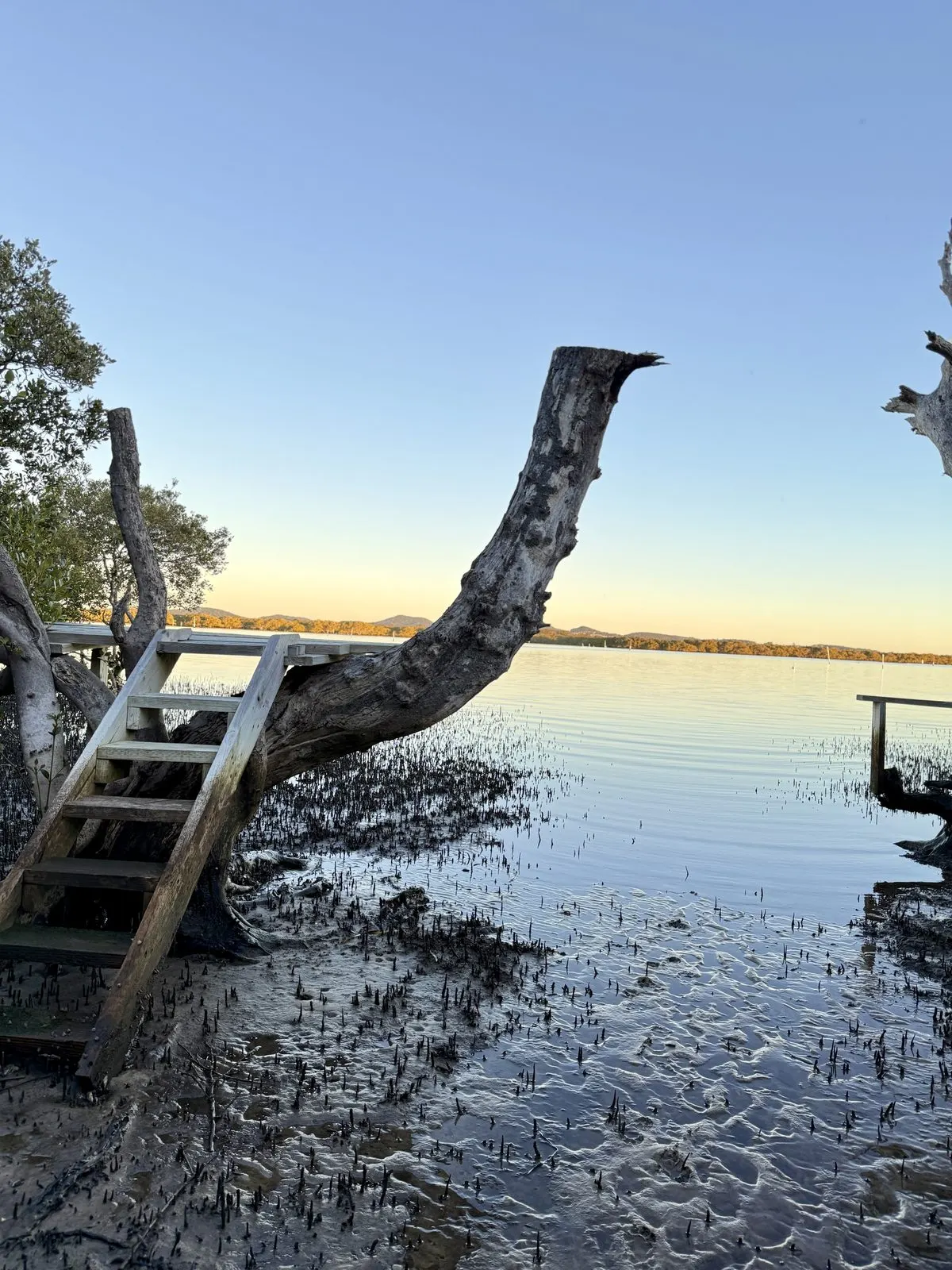 Timber river platform at low tide near Drift, Tea Gardens at golden hour
