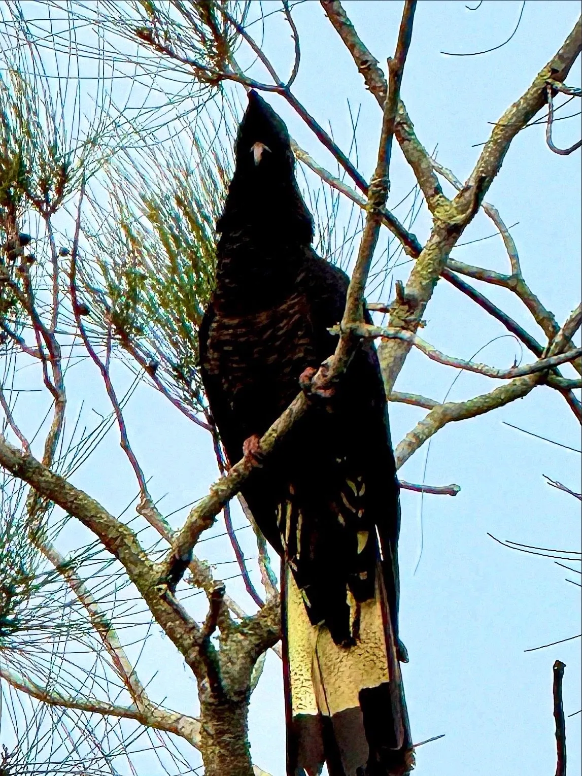 Yellow-tailed black cockatoo in the casuarinas in front of Drift, Tea Gardens
