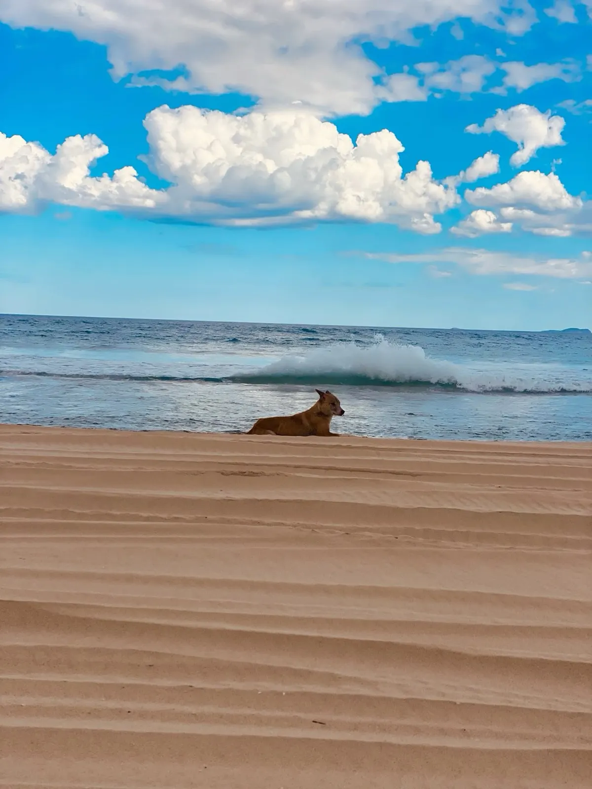 Dingo resting on the beach at Mungo Brush near Tea Gardens