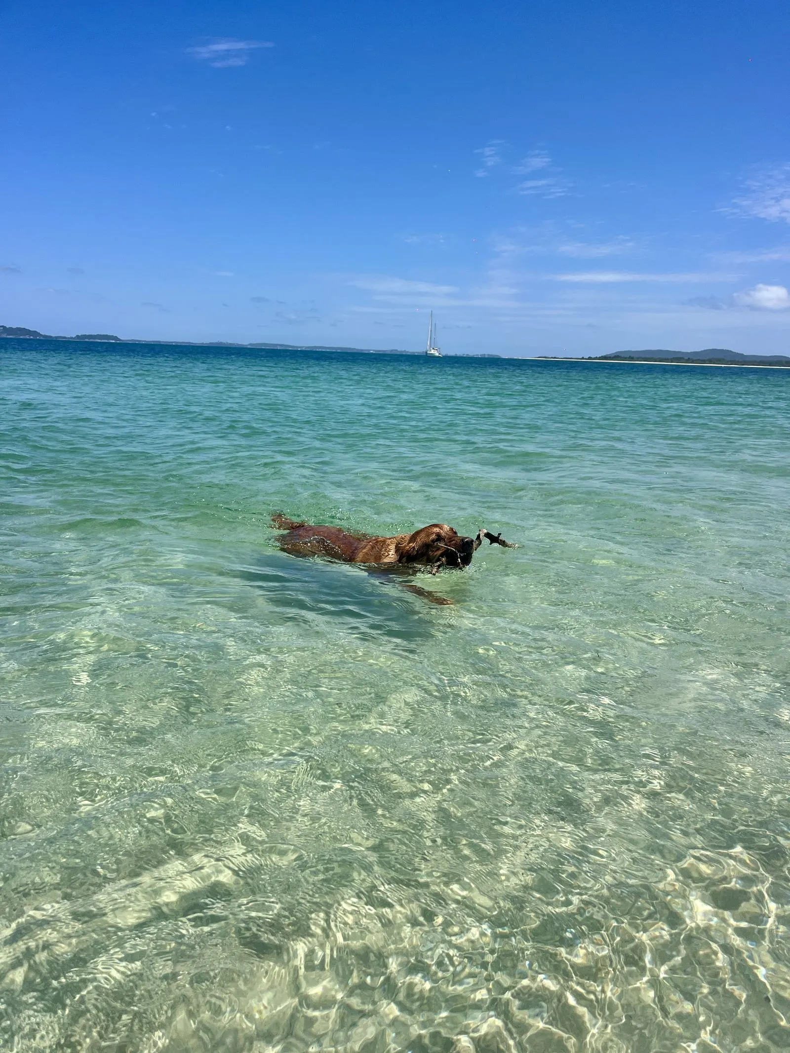 Dog swimming at Winda Woppa, near Tea Gardens