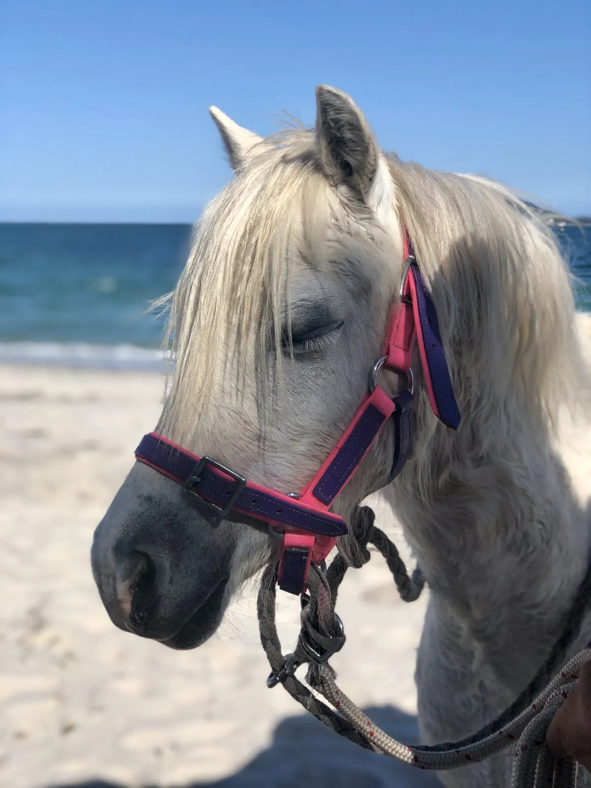 White pony on the beach near Port Stephens