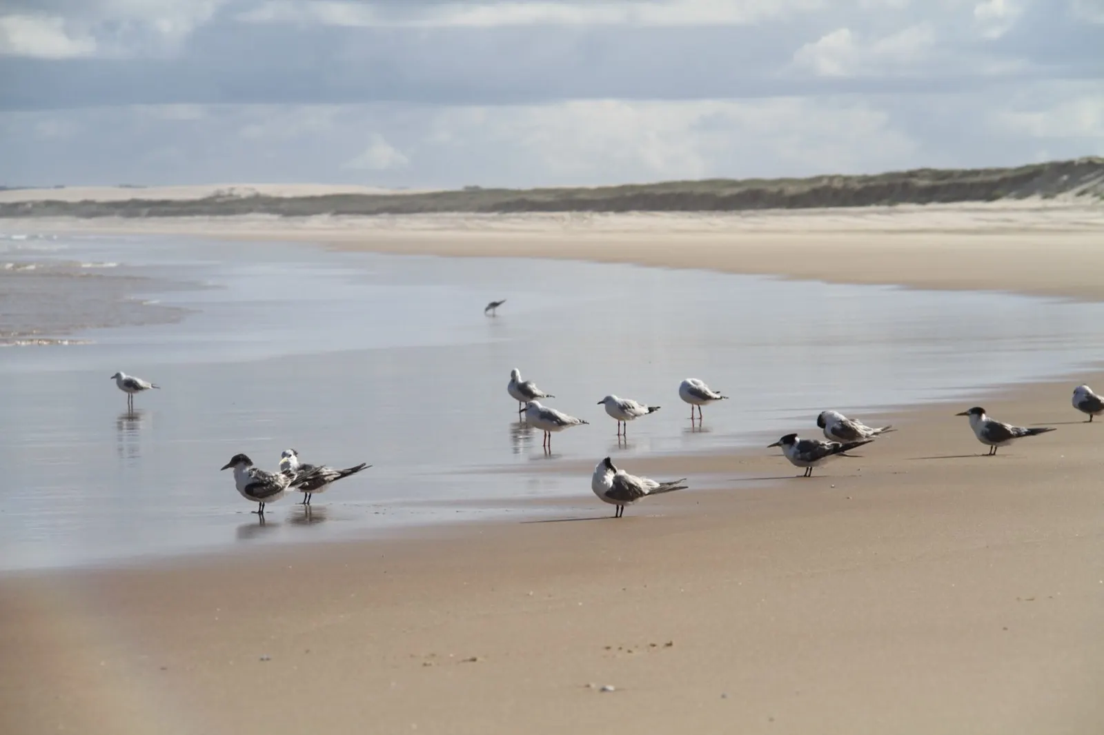 Terns and gulls resting on the beach near Port Stephens