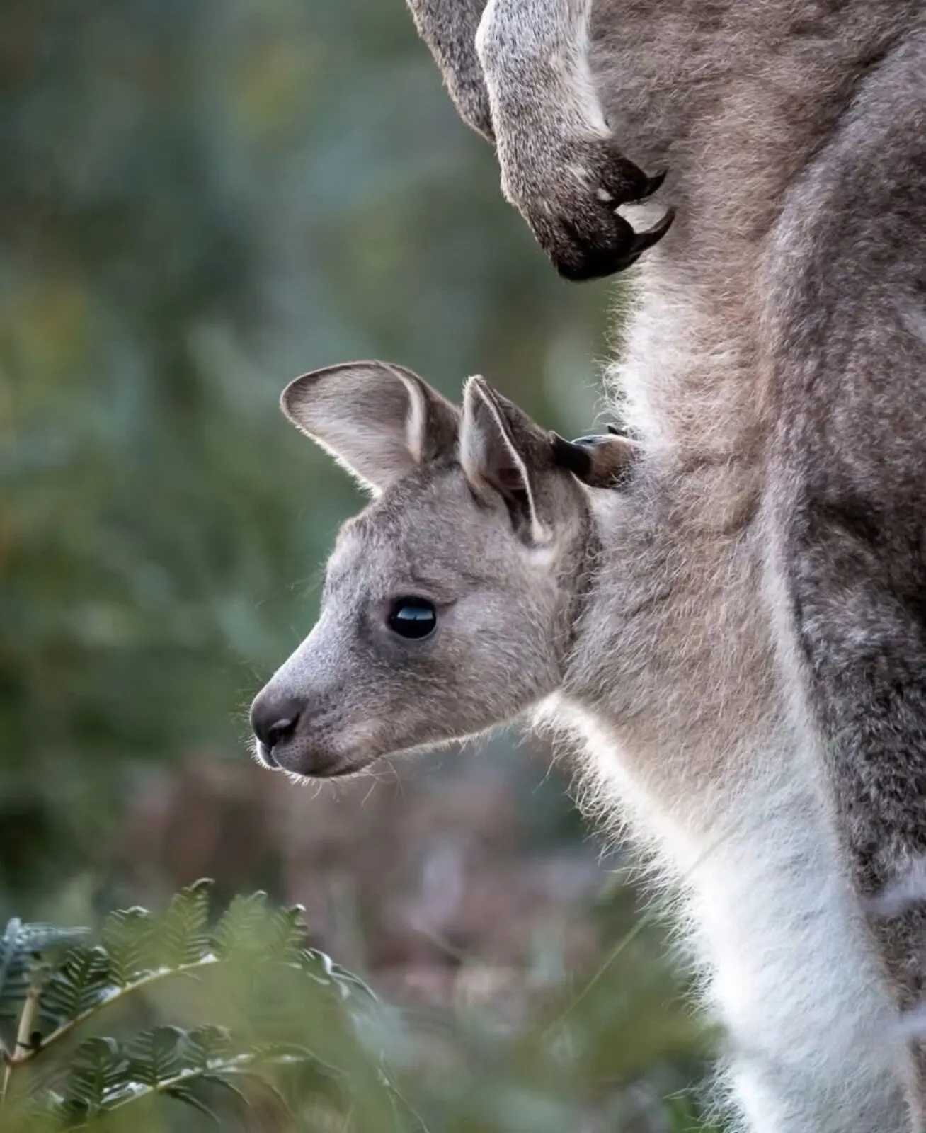 Joey kangaroo peeking out of its mother's pouch at Drift, Tea Gardens