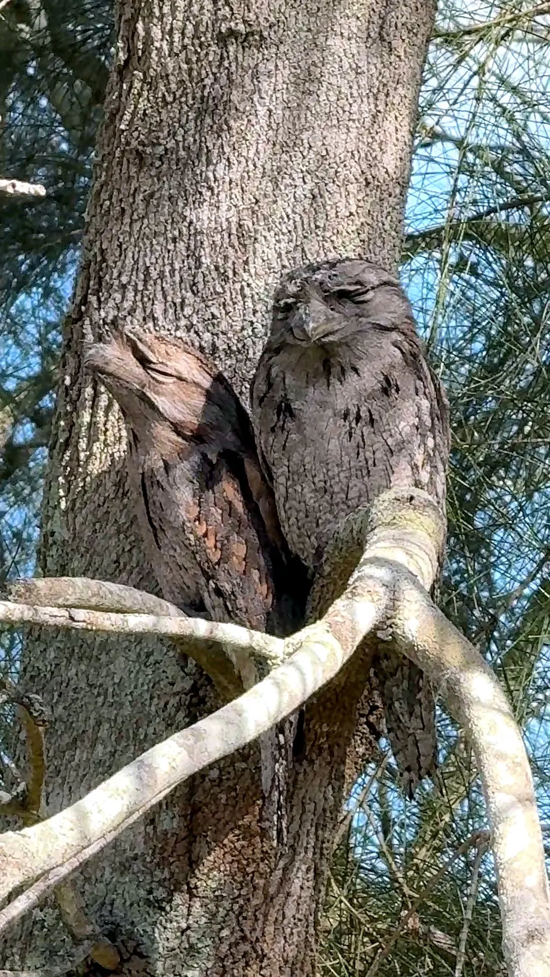 A pair of tawny frogmouths camouflaged in a tree near Tea Gardens